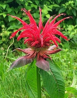 beebalm.jpg