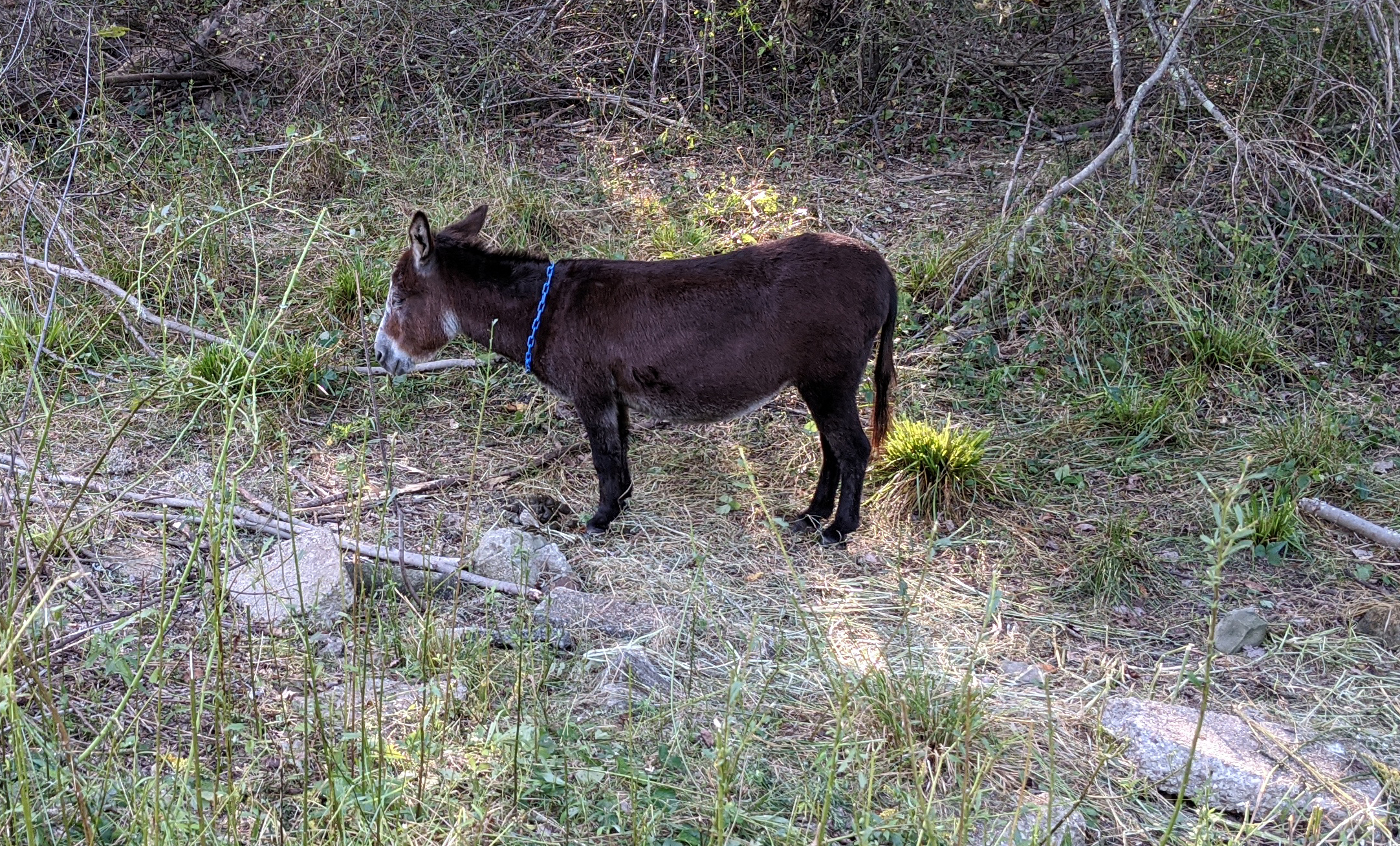 Goat protector