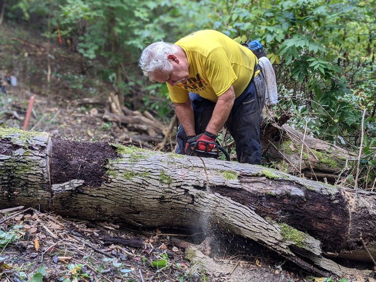 Clearing a fallen tree