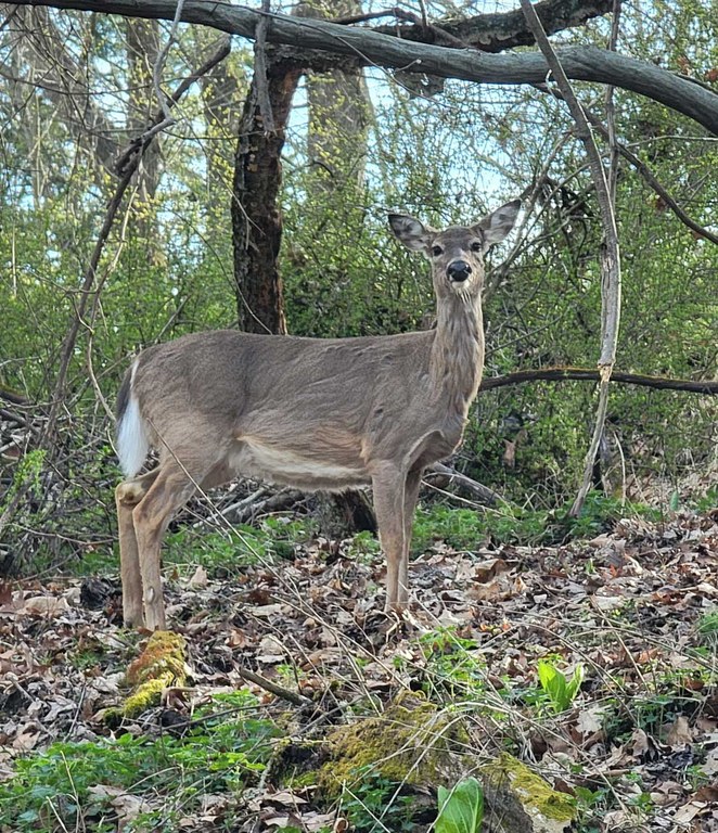 Deer in North Park