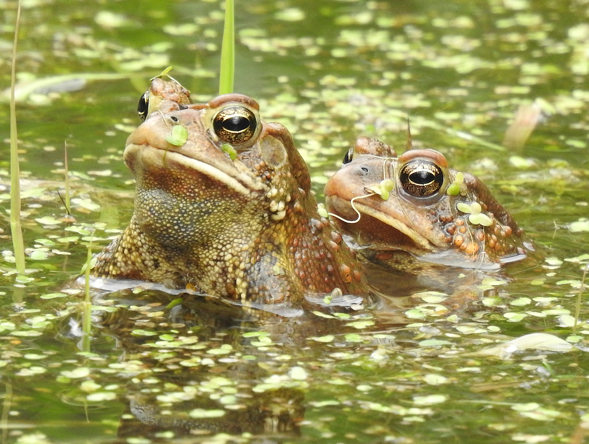 AmericanToad2026.jpg