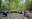 Forest Bathing